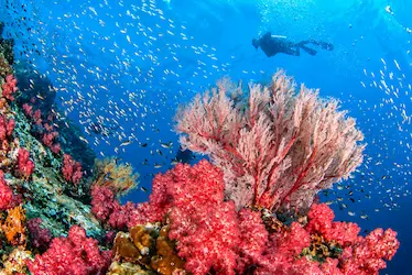 scuba & water sports tour