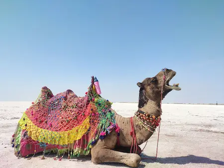 Rann of Kutch White Desert