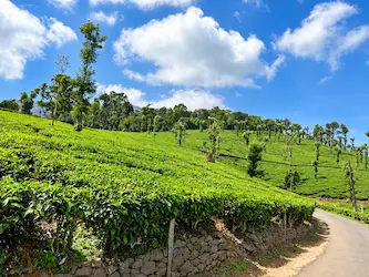 Assam Tea Garden Experience