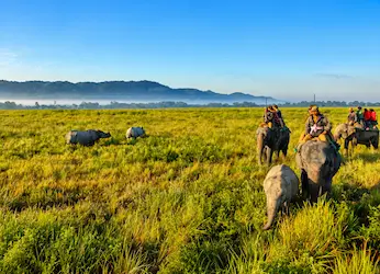 kaziranga wildlife safari