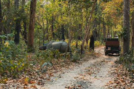 gir national park safari
