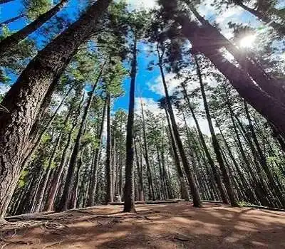 Vagamon Pine Forest and Meadows Experience