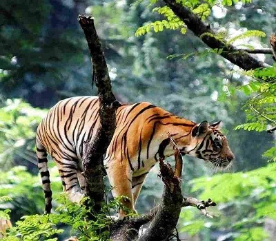 thekkady scenic circuit