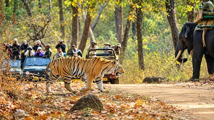 madhya pradesh wildlife kanha national park escape