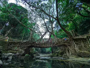 Nongriat Root Bridge Trek