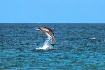 chilika lake dolphin escape