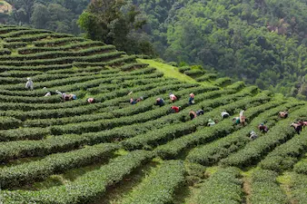 Ooty and Kodaikanal Hill Escape