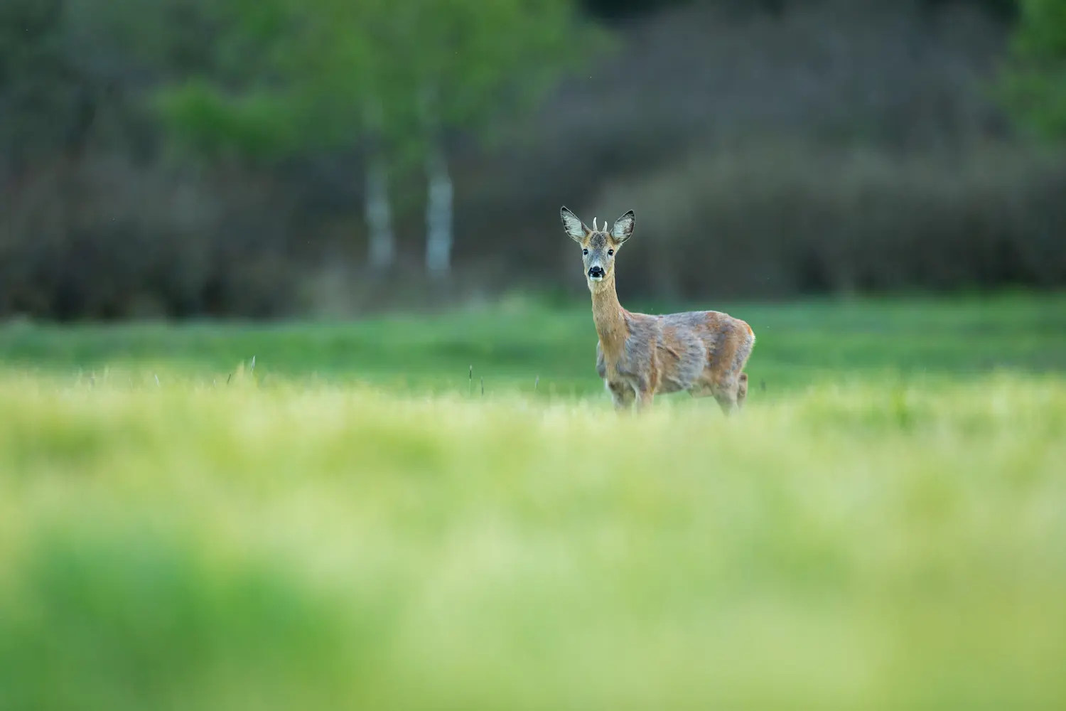 Tamil Nadu Hills and Wildlife Tour