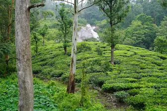 Valparai Nature and Tea Estate Tour
