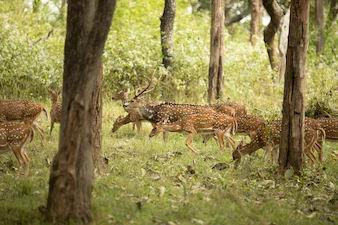 dudhwa national park tour