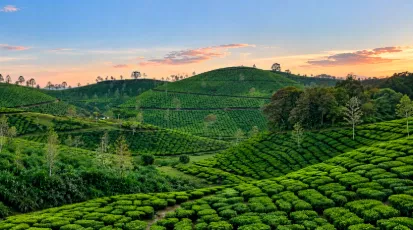 Dooars tea gardens and forest landscapes