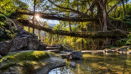 Sunlit Jungle Root Bridge in Meghalaya
